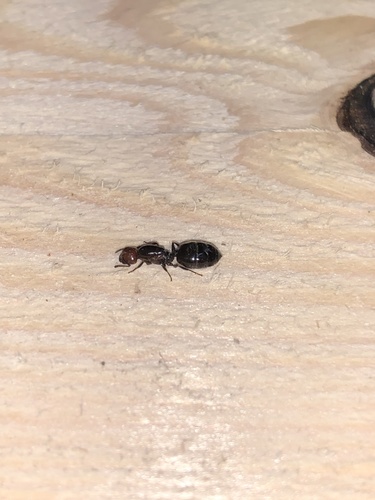 Mediterranean Acrobat Ant, Great Britain, Birmingham, England, GB, photo 10 of 10