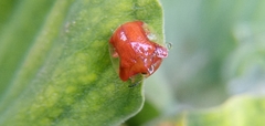 Charidotella rubicunda