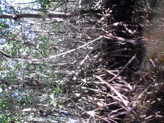 Rhizophora mangle image