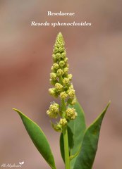 Reseda sphenocleoides