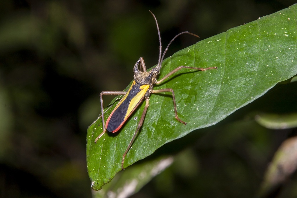 Euagona juno