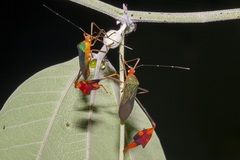 Anisoscelis foliaceus