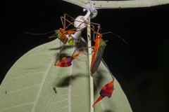 Anisoscelis foliaceus