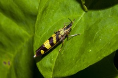 Raphirhinus phosphoreus