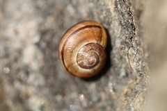 Cepaea