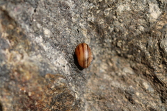 Cepaea