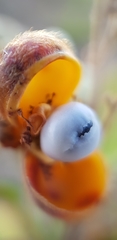 Dilleniaceae