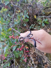 Baizongia pistaciae