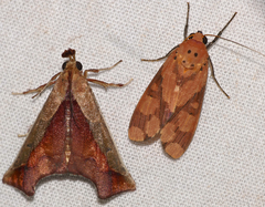 Phaeomolis polystria