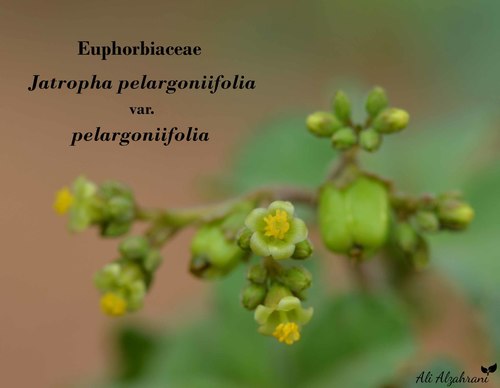 Jatropha pelargoniifolia