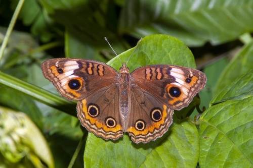 South American Tropical Buckeye photo 3