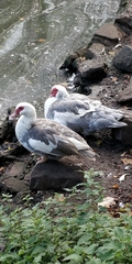 Cairina moschata domestica