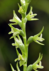Prasophyllum pallidum