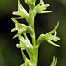 Pale Leek Orchid - Photo (c) Marianne Broug, some rights reserved (CC BY-NC), uploaded by Marianne Broug