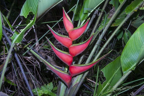 Heliconia orthotricha (Heliconia orthotricha)