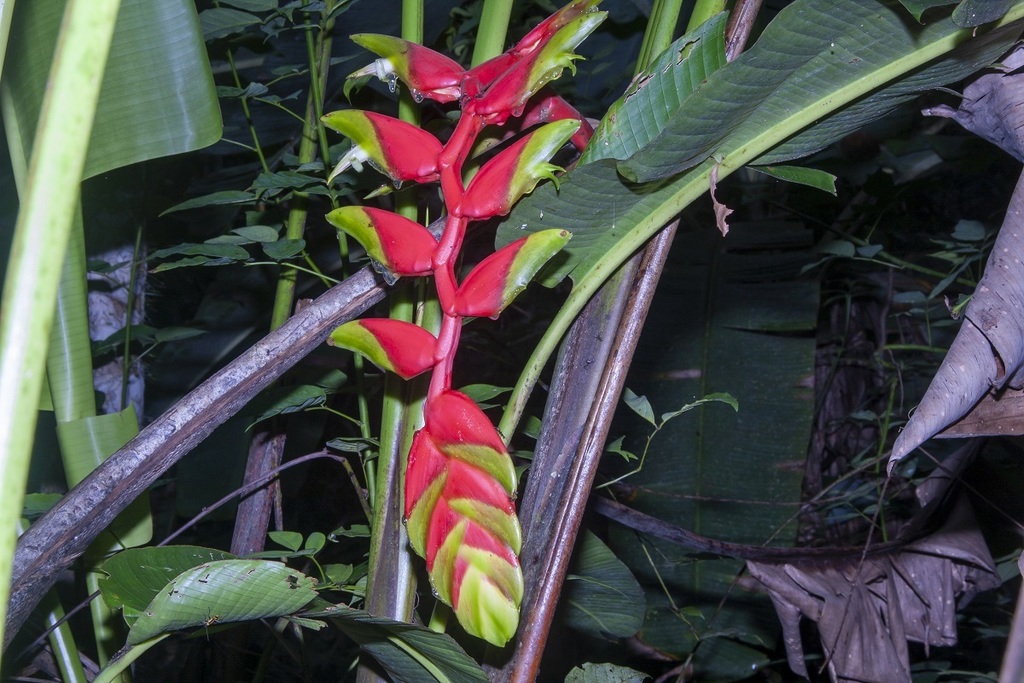 Heliconia standleyi (Heliconia standleyi)