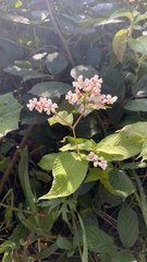 Koenigia campanulata