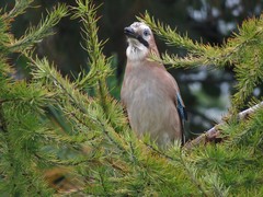 Garrulus glandarius