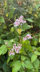 Koenigia campanulata