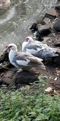 Cairina moschata domestica