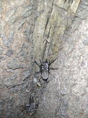 Kukulcania hibernalis