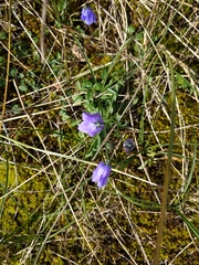 Campanula rotundifolia