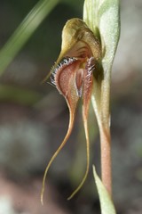 Pterostylis boormanii