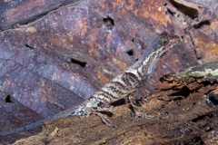Anolis bombiceps