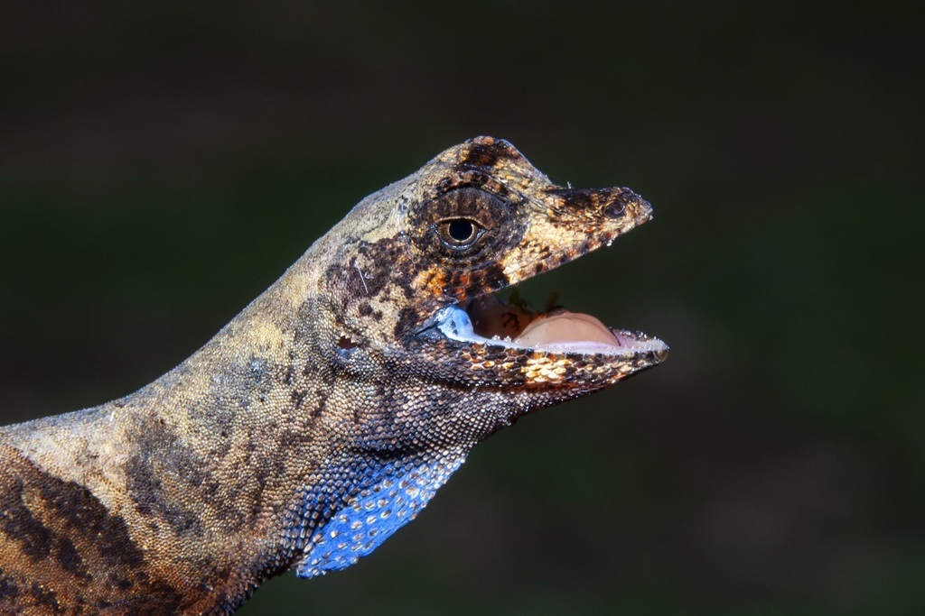 Blue-Lipped Forest Anole