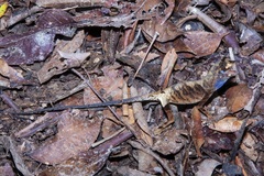 Anolis bombiceps
