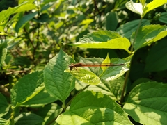 Oxyagrion terminale