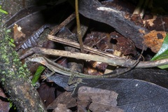 Anolis trachyderma
