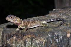 Enyalioides laticeps