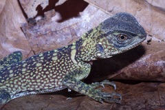 Enyalioides laticeps