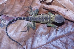 Enyalioides laticeps