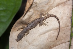 Gonatodes concinnatus