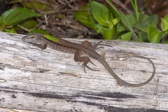 Kentropyx altamazonica