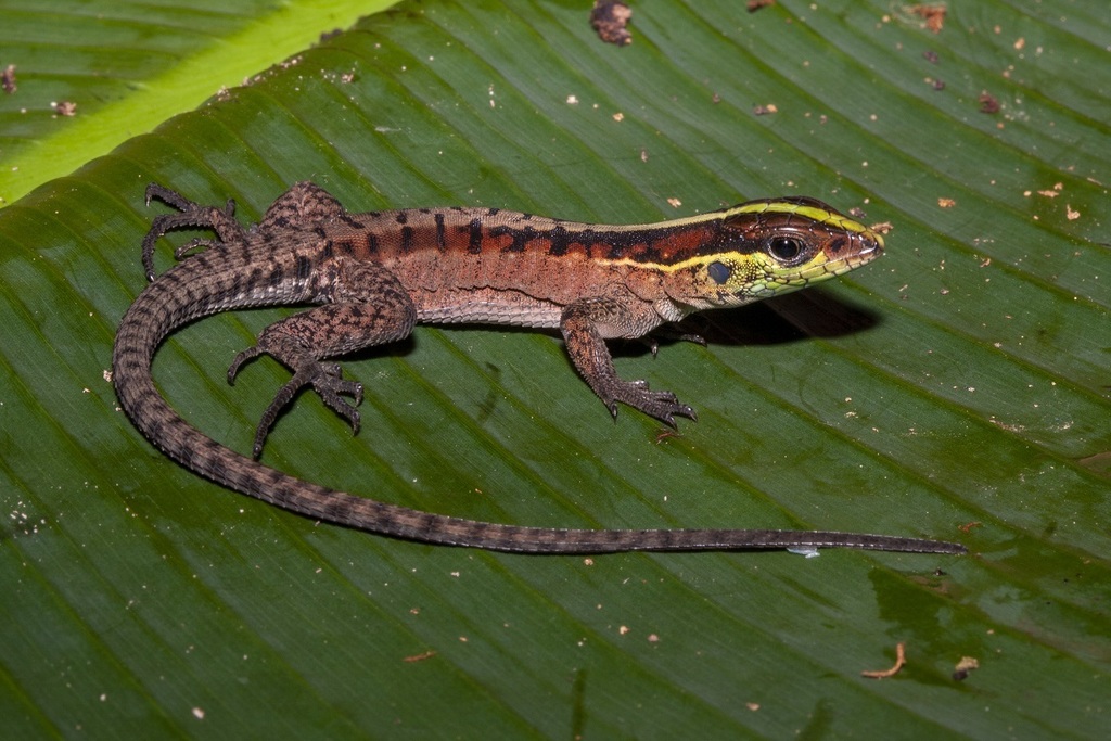 Forest Whiptail