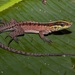 Forest Whiptail - Photo (c) dhfischer, some rights reserved (CC BY-NC), uploaded by dhfischer
