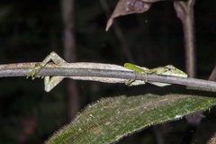 Polychrus marmoratus