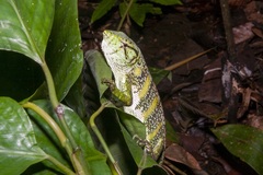 Polychrus marmoratus