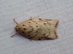 Euchaetis inceptella