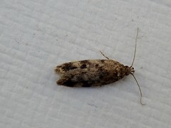 Barea subviridella