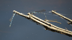 Austrolestes minjerriba