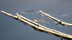 Austrolestes minjerriba
