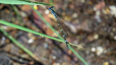 Austrolestes minjerriba