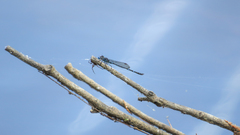 Austrolestes minjerriba