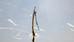 Austrolestes minjerriba