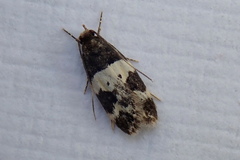 Sphyrelata melanoleuca