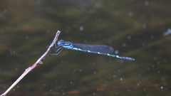 Austrolestes minjerriba